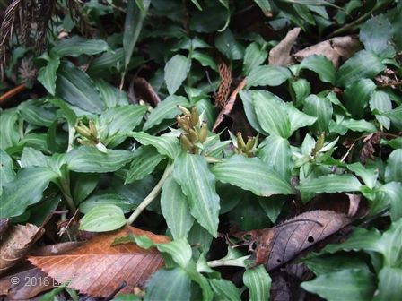 アケボノシュスラン 自生地 | 園芸侍の「なんでも植物栽培記」 - 楽天ブログ