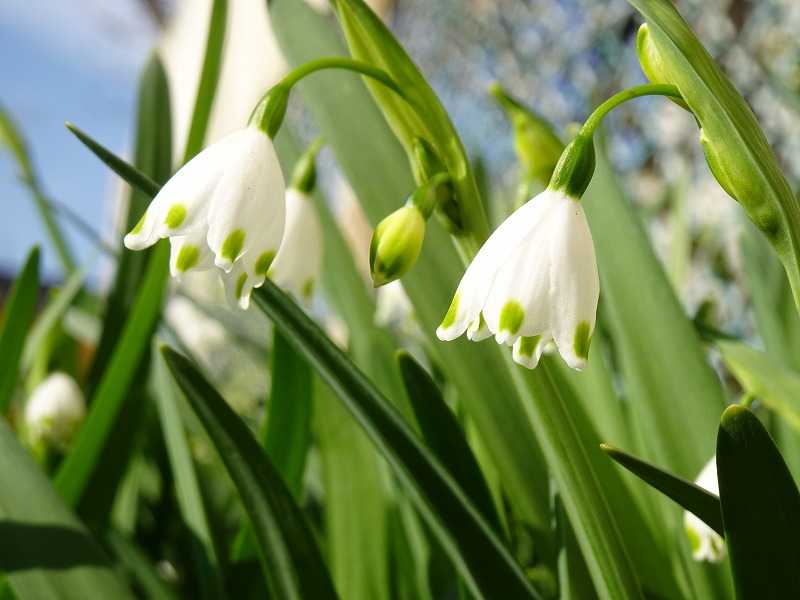 21ページ目の 今咲いている花 Gazengamaのブログ 散歩中に出合った花と趣味の陶芸作品 楽天ブログ