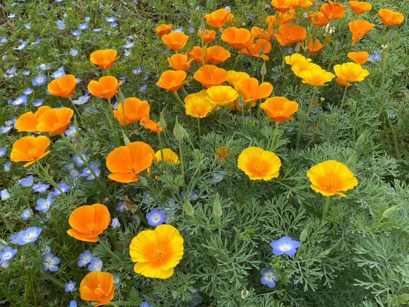 花の郷こせえるじゃん甲斐プロジェクト 醍醐山と下部 しもべ 温泉 楽天ブログ