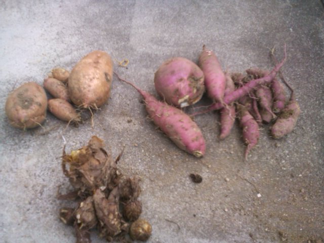 里芋、サツマイモ、安納いも