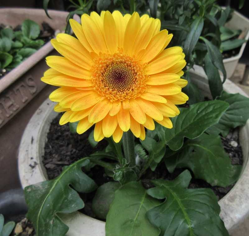 花壇の入れ替え 長く咲かせるには花がら摘みが必要 狭い庭を花いっぱいにする育て方 楽天ブログ 花壇の入れ替え 長く咲かせるには花がら摘みが必要 狭い庭を花いっぱいにする育て方 楽天ブログ