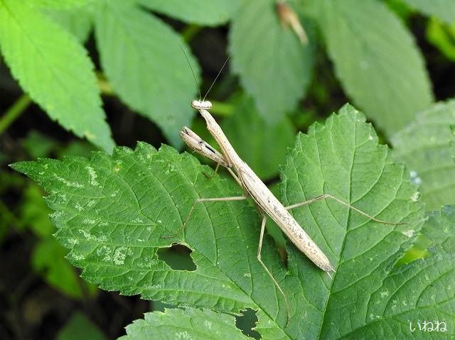 コカマキリ2019年10月12日