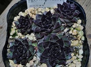 DSC_4846.jpg