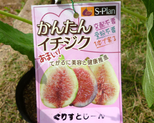 イチジク.jpg