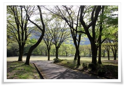 樹木公園-14 15.4.22