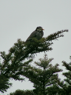 2015-10-30muku (1).JPG