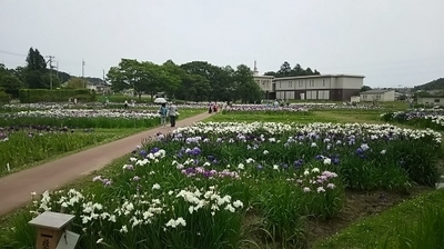 あやめ２.jpg