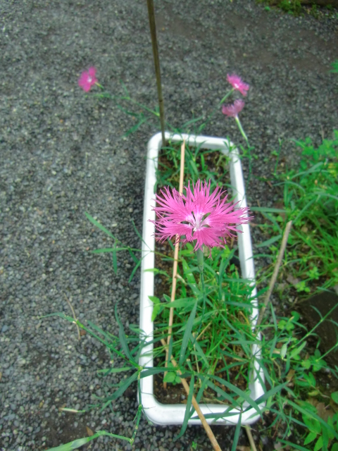 CIMG8585.JPG