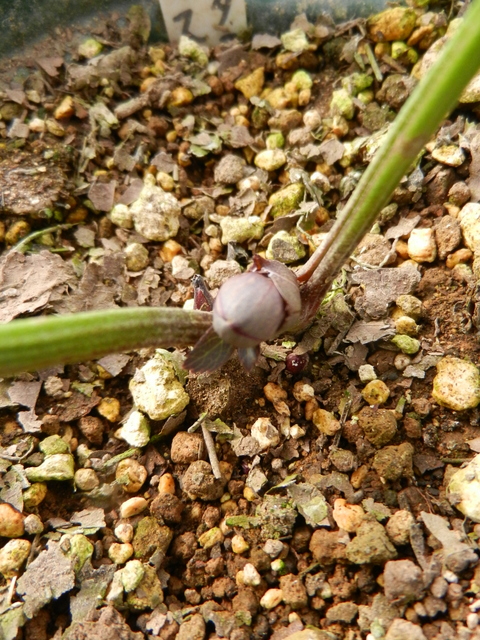 DSCN1098.JPG