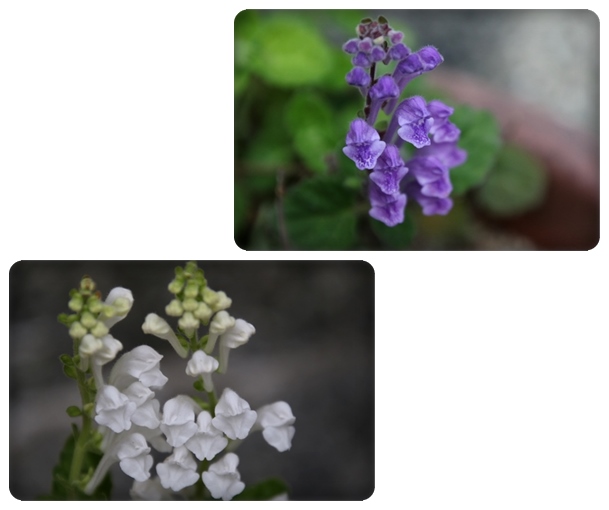 実家の庭-14 タツナミソウ 16.4.25