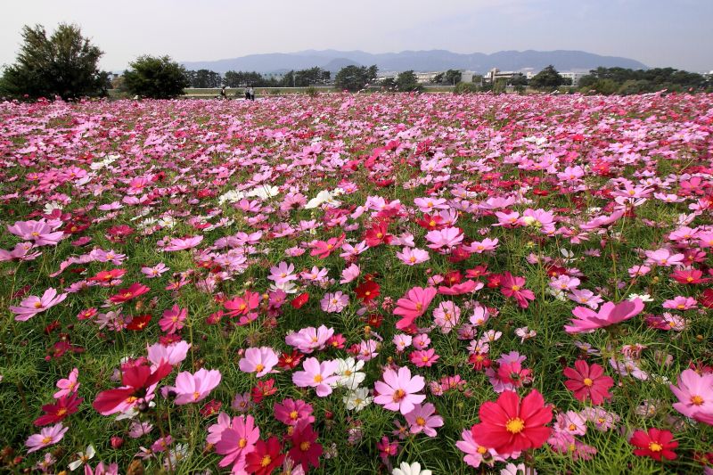 武庫川コスモス園_003.jpg