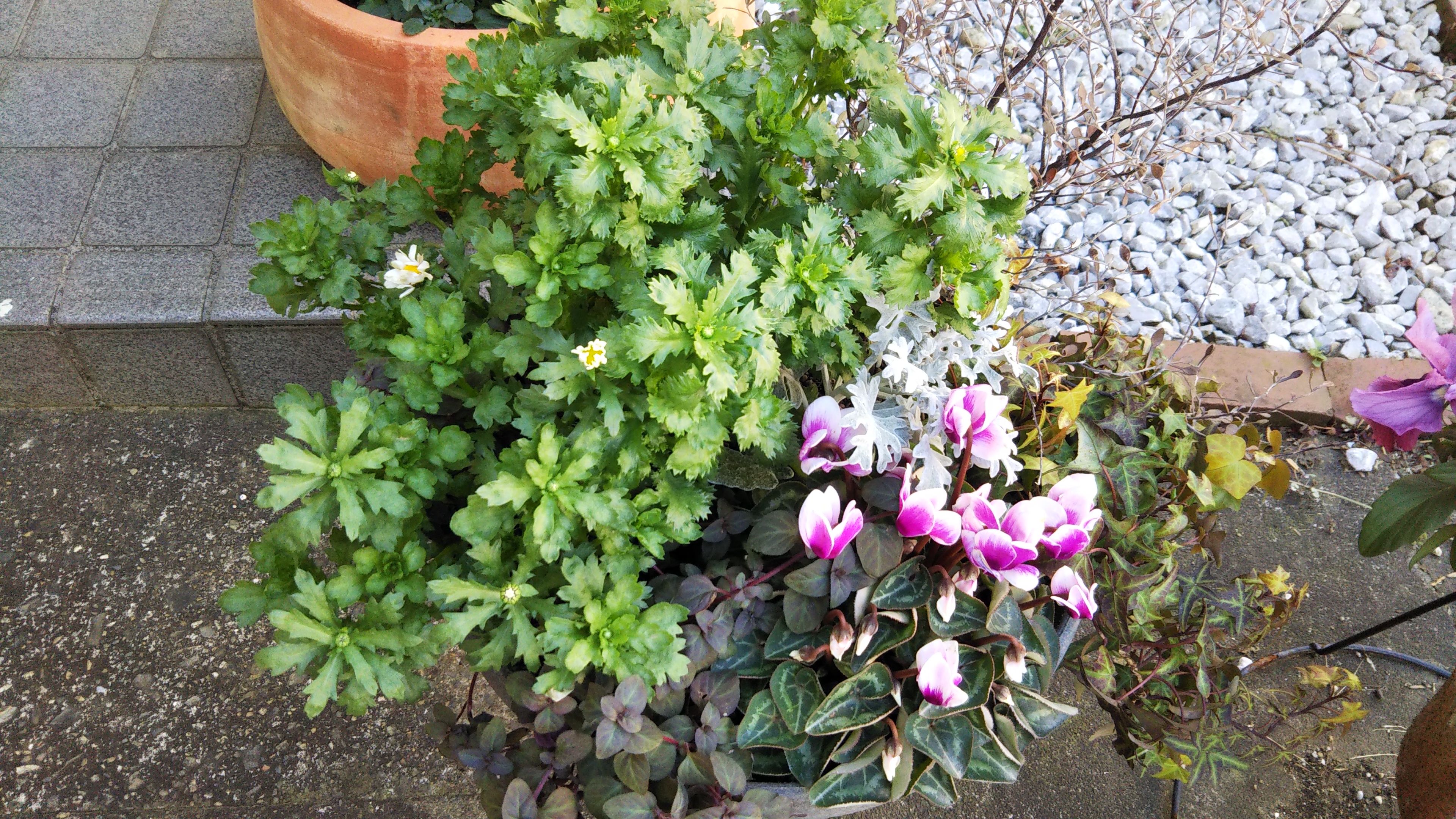 冬の庭を振り返る ２０１９ ２０２０ その他 シェードガーデンと猫 楽天ブログ