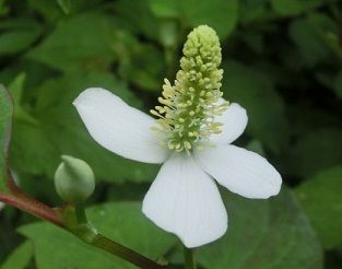 黄花カタクリの球根の掘り上げ のんびりガーデニング 楽天ブログ