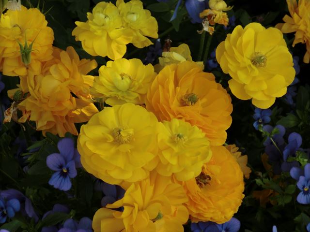 CIMG5859_R.JPG