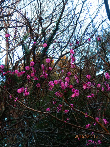 P1130046b20160113.jpg