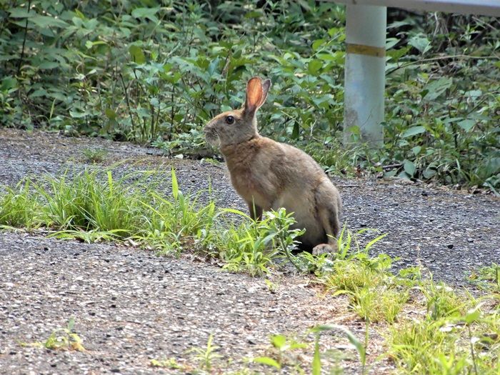 野うさぎ1