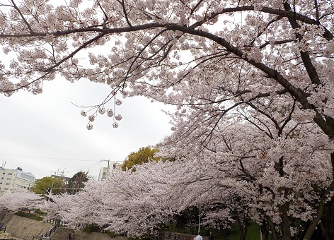 桜並木