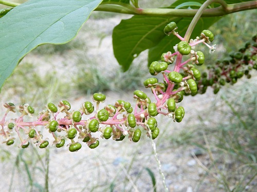 ヨウシュヤマゴボウ (3).JPG