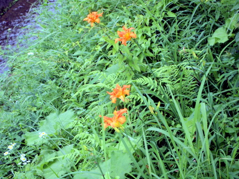 雑草の中のユリ風の花