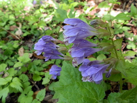 十種ケ峰の花-09.jpg