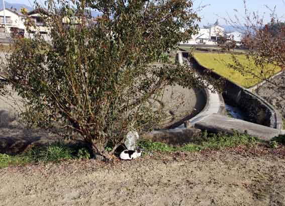 我が家のニャンコ♪2013/11/27-3