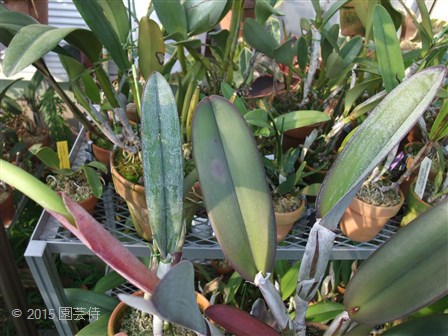 B. digbyana 'Kotki' 20150712