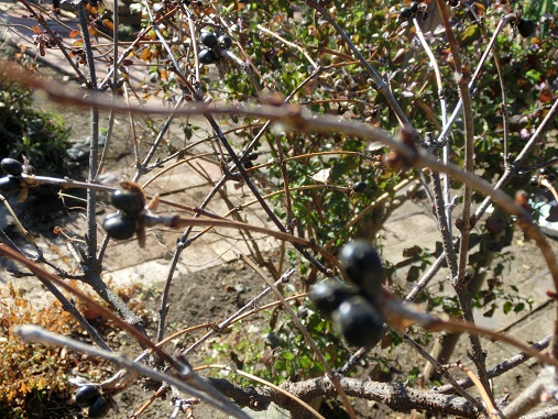 白ヤマブキの実