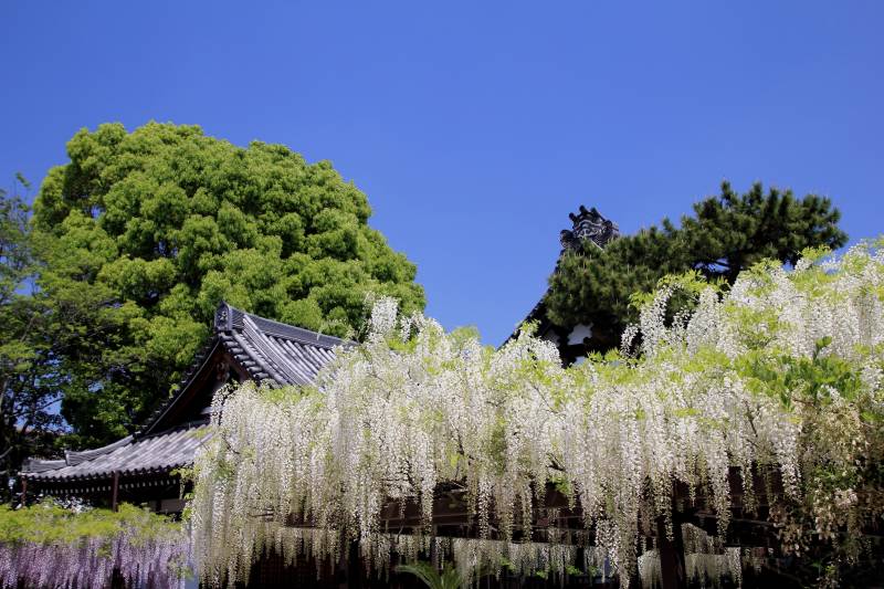 葛井寺の藤_002.jpg