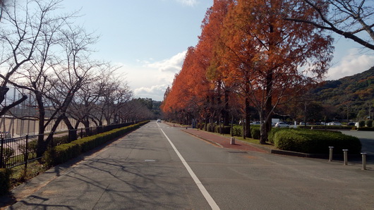 Road of autumn tint-5.jpg