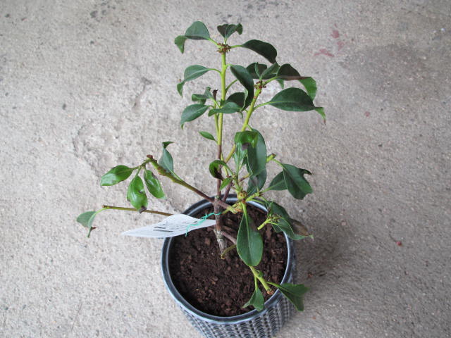 花後のカルミア