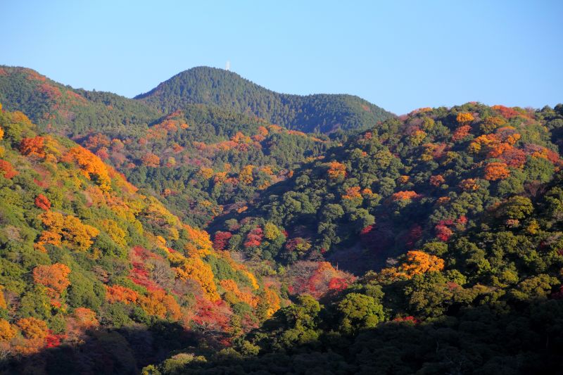 箕面公園残り紅葉_005.jpg