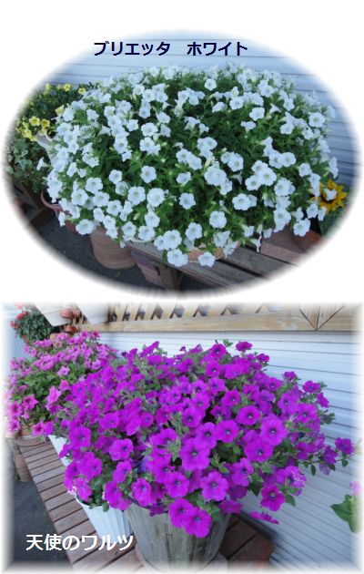 2回目切り戻し予定のペチュニア
