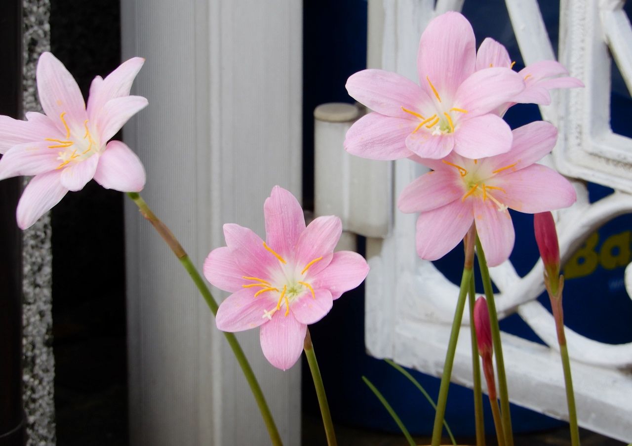クロ 茫然と立ちつくす の巻 人さまのネコ 楽天ブログ