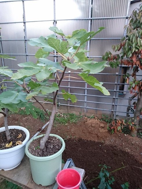 イチジク1年目 ビオレソリエス 素人片手間園芸物語 楽天ブログ