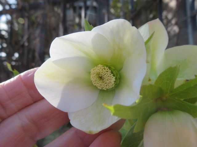 ちんちくりんの ネオンシェード 花首の伸びない理由 モリモリの黒葉すみれ ばぁばの薔薇の花園 楽天ブログ