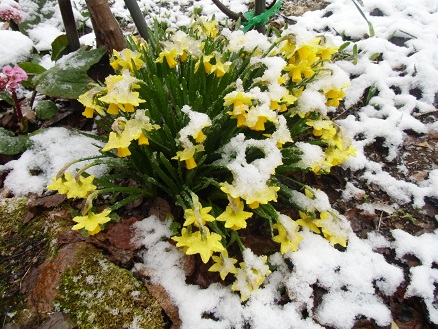 20130421雪とスイセン.jpg