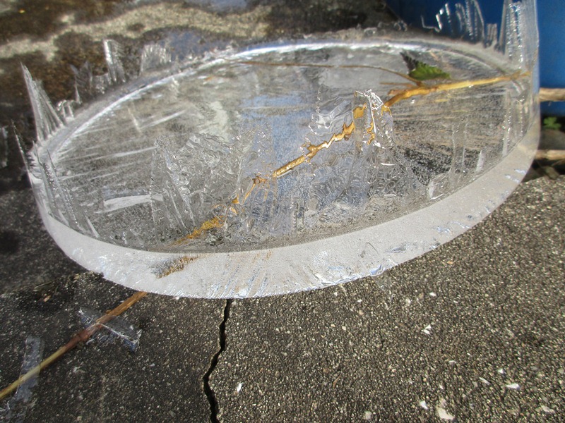 048バケツに張った氷.JPG