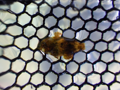 串本磯採集2016年9月中旬29　ブチススキベラ（Anampses caeruleopunctatus）の幼魚