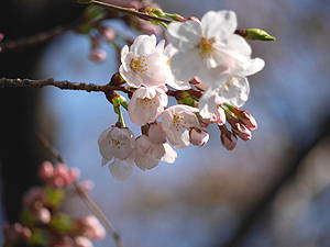 桜