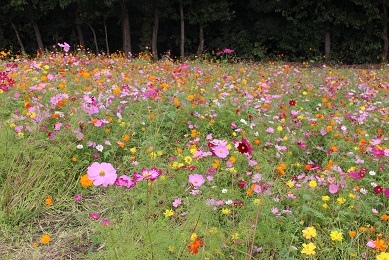 万博記念公園のコスモス