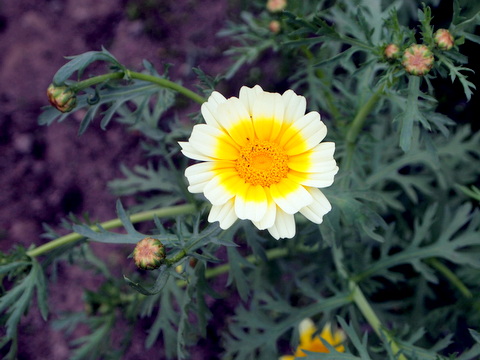 春菊の花