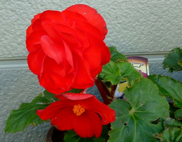 P1070298-001.JPG