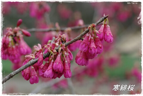 寒緋桜