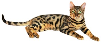 Brown_spotted_tabby_bengal_cat.jpg