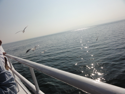 オーシャンアローかもめ