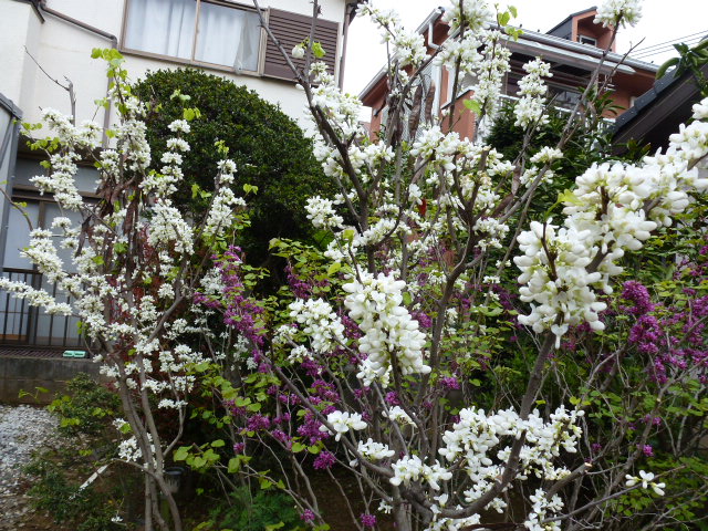 920 白蘇芳