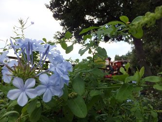 Flower157