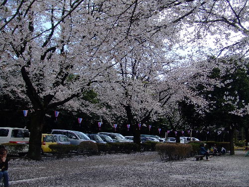 かしの森公園１