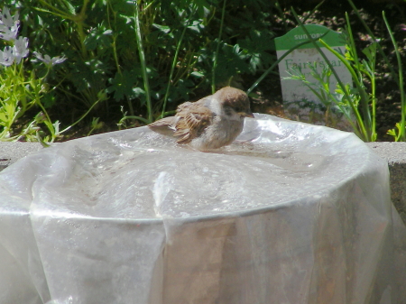 2017-06-12mizuabi (2).JPG