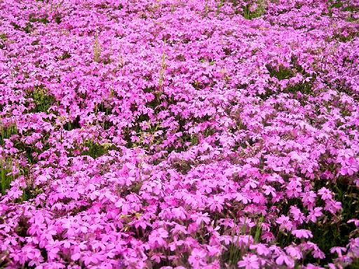 ミササガパーク　2012芝桜　その6